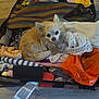 dog, chihuahua, suitcase, clothes, packed, pet, indoor, floor, striped, orange_bag, white_cloth, plastic_bag, travel, luggage, small_dog, fur, looking_up, cozy, resting, stuffed
