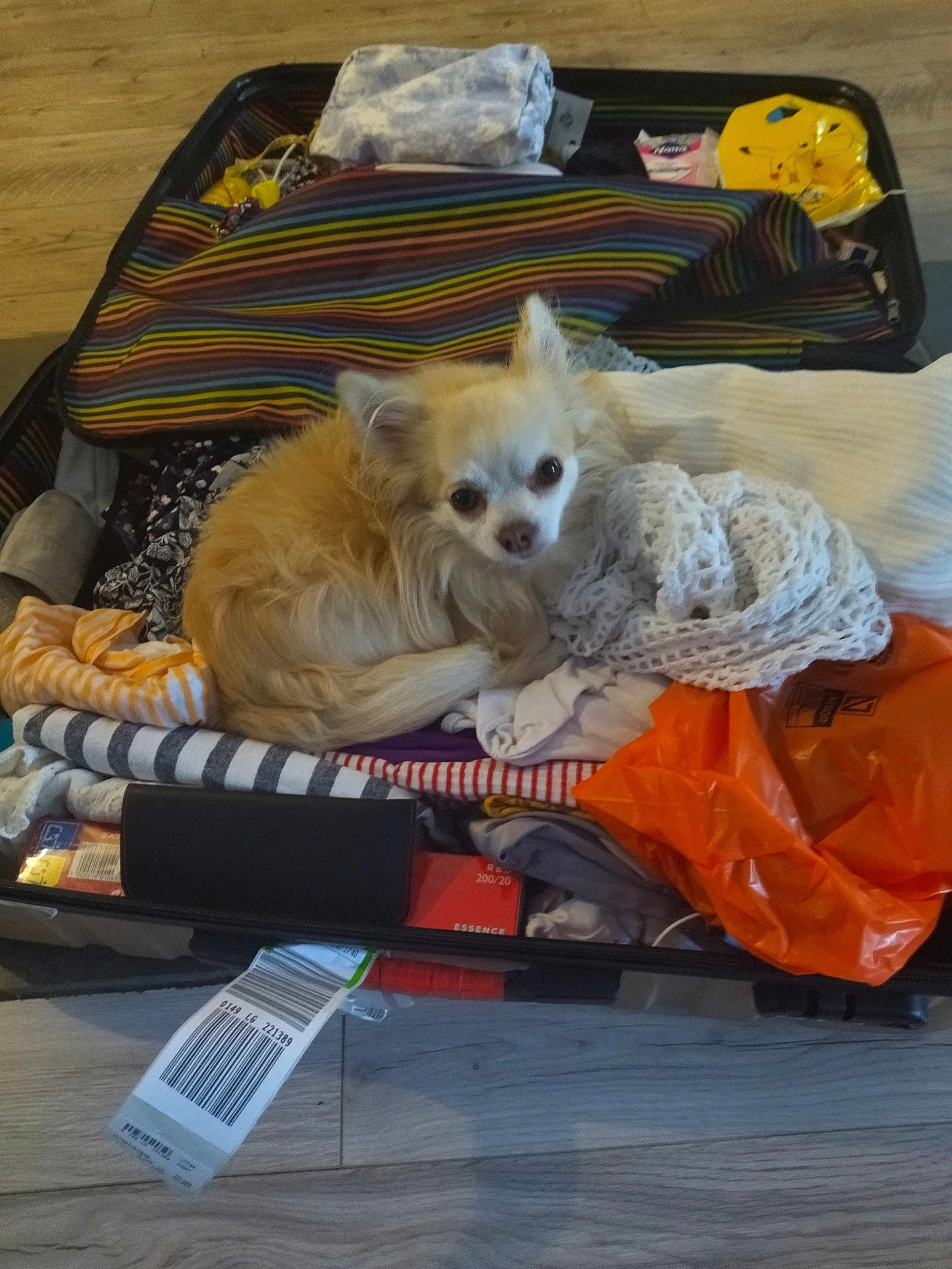 Nessy participe au concours pour gagner de l'argent avec cette photo : dog, chihuahua, suitcase, clothes, packed, pet, indoor, floor, striped, orange_bag, white_cloth, plastic_bag, travel, luggage, small_dog, fur, looking_up, cozy, resting, stuffed