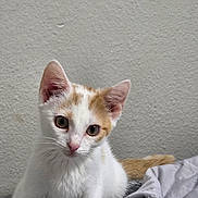 Dream is registered to the contest to win money with this photo: animal, blanket, cat, curious, cute, ears, feline, fur, indoor, kitten, looking, orange, pet, small, soft, texture, wall, whiskers, white, young
