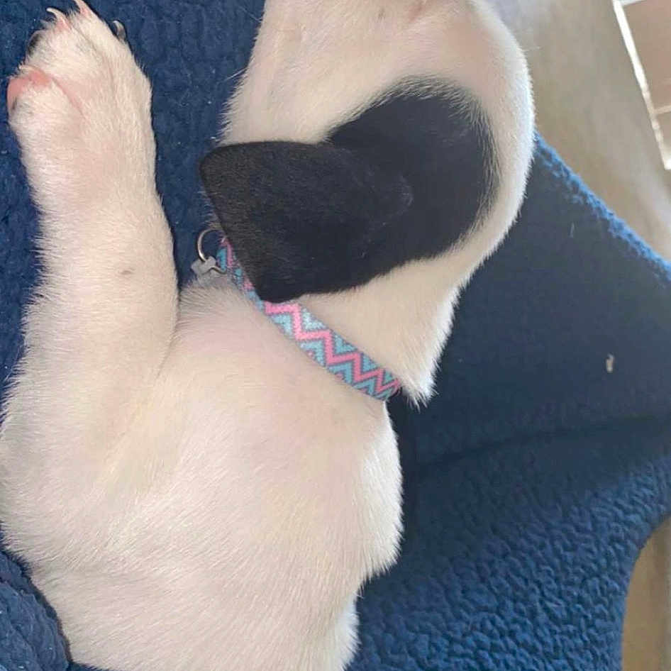 Oakley is registered to the contest to win money with this photo: canidae, carnivore, dog_breed, fawn, fur, paw, sporting_group, tail