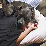 Blue joined the competition — help win amazing prizes! dog, human, pillow, blanket, couch, sofa, snuggle, sleeping, resting, indoor, pet, closeup, face, hand, cozy, cushion, living_room, muzzle, eye_contact, child