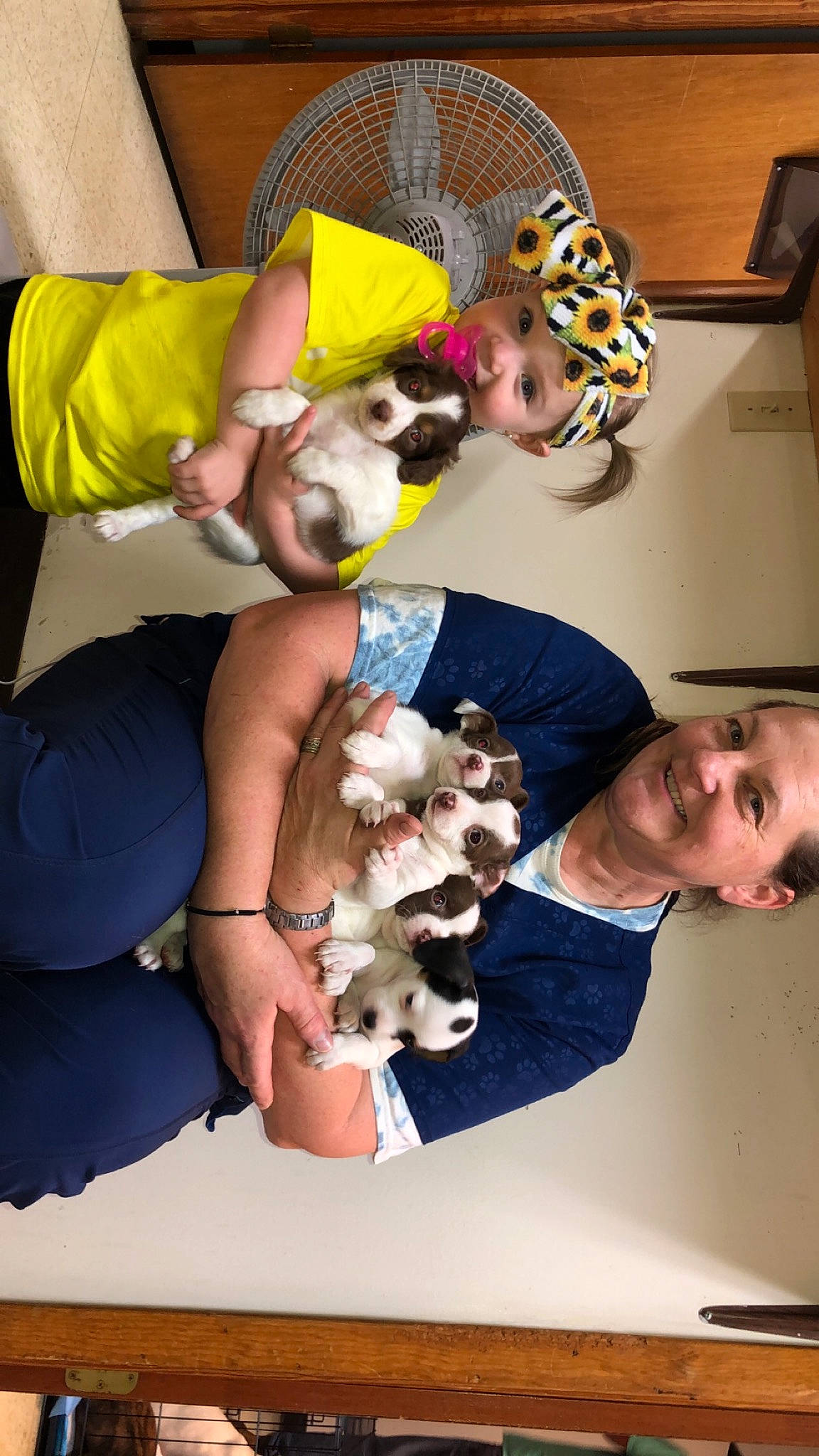 Ava-rae is registered to the contest to win money with this photo: canidae, carnivore, dog, dog_breed, fawn, headwear, joy, non_sporting_group, person, puppy, shih_tzu