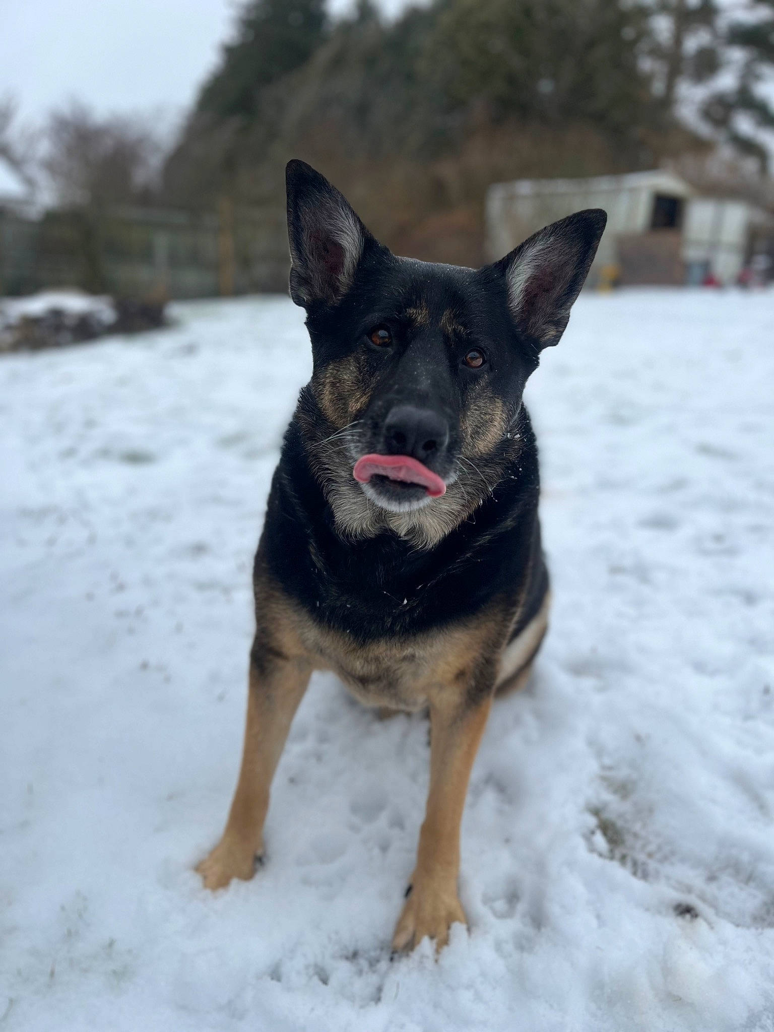Kola joined the competition — help win amazing prizes! art, canidae, carnivore, dog, dog_breed, dog_supply, east_european_shepherd, fawn, freezing, fur, german_shepherd_dog, herding_dog, snout, snow, sporting_group, tree, whiskers, winter, working_animal, working_dog