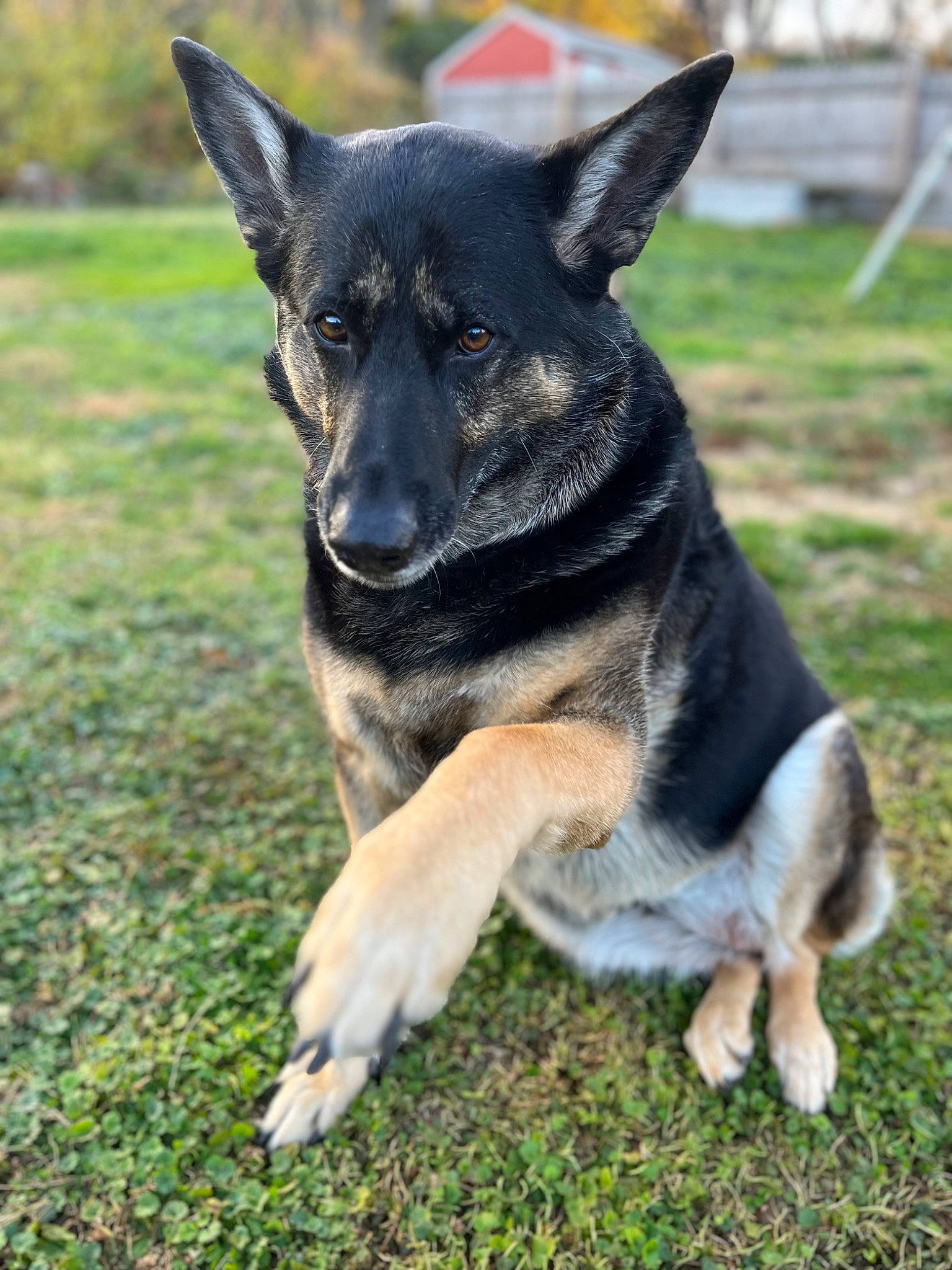 Kola joined the competition — help win amazing prizes! australian_cattle_dog, canidae, carnivore, collar, companion_dog, dog, dog_breed, east_european_shepherd, fawn, foot, german_shepherd_dog, grass, guard_dog, herding_dog, plant, snout, sporting_group, terrestrial_animal, working_animal, working_dog