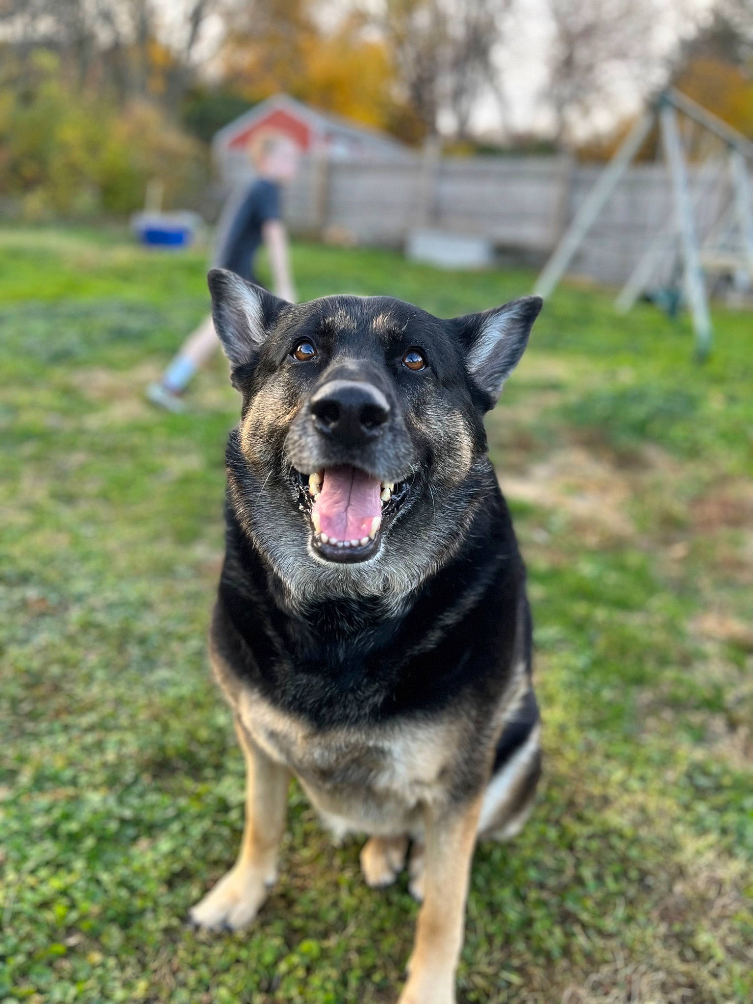 Kola joined the competition — help win amazing prizes! australian_cattle_dog, canidae, carnivore, collar, companion_dog, dog, dog_breed, east_european_shepherd, german_shepherd_dog, grass, guard_dog, herding_dog, law_enforcement, plant, snout, sporting_group, tree, vehicle, working_animal, working_dog