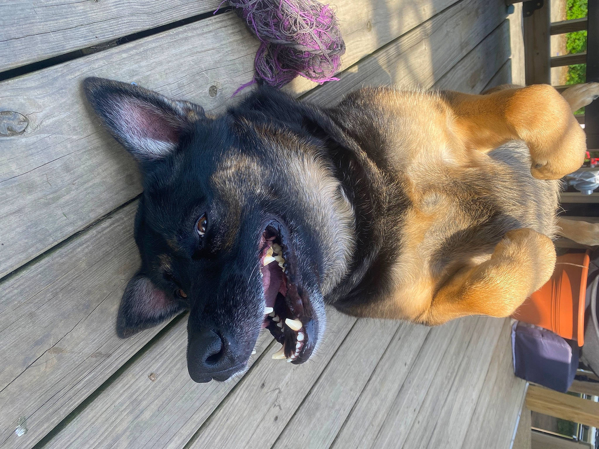 Kola joined the competition — help win amazing prizes! canidae, carnivore, companion_dog, dog, dog_breed, east_european_shepherd, fawn, fur, german_shepherd_dog, mammal, old_german_shepherd_dog, paw, snout, sporting_group, tail, terrestrial_animal, whiskers, wood, working_animal, working_dog