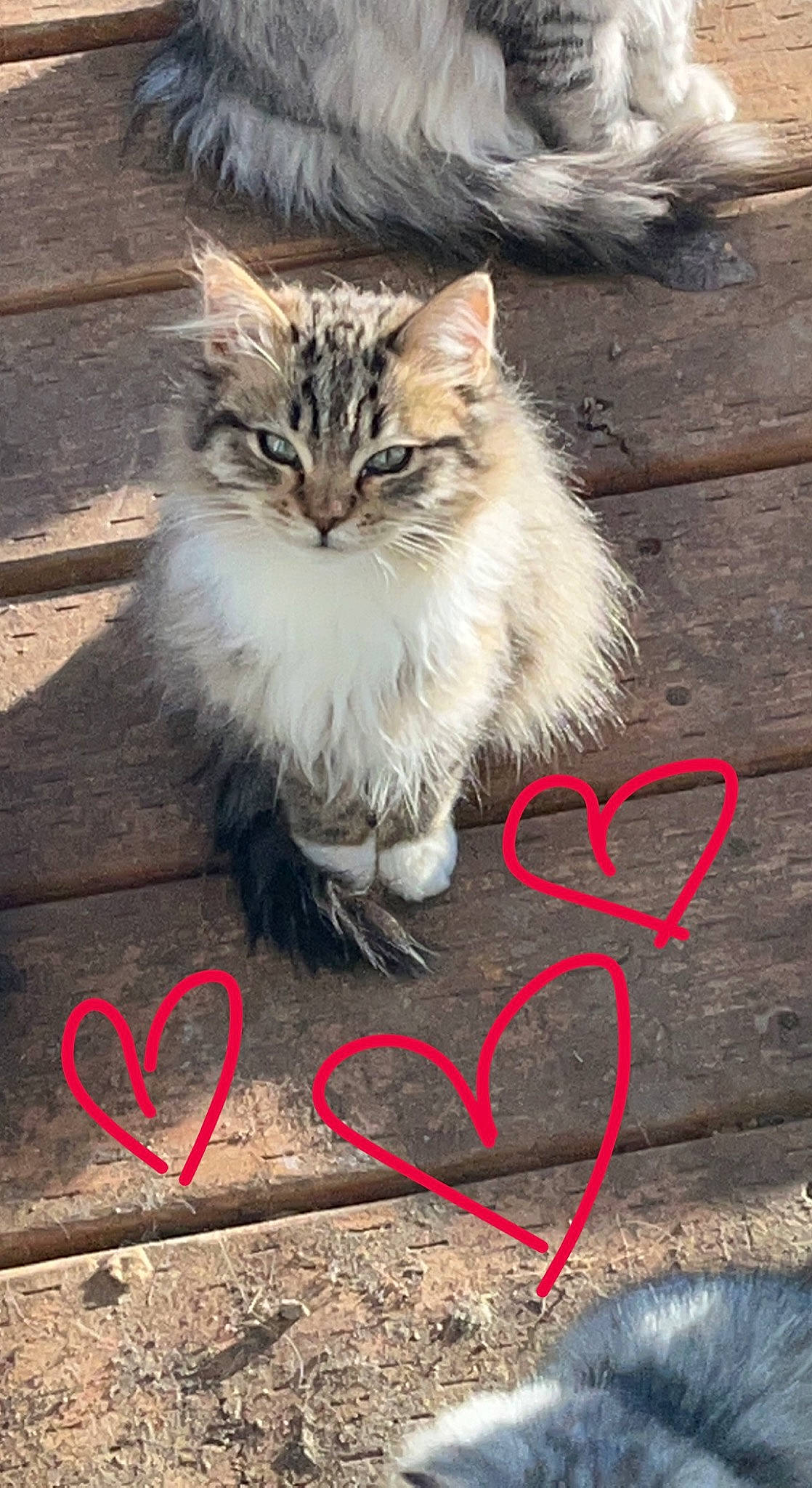 Donut is registered to the contest to win money with this photo: carmine, carnivore, cat, fawn, felidae, flooring, font, fur, grass, hardwood, photo_caption, plant, road_surface, small_to_medium_sized_cats, snout, soil, tail, terrestrial_animal, whiskers, wood