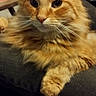 cat, close_up, ears, eyes, feline, fluffy, fur, furniture, ginger_cat, indoor, long_hair, lounging, lying_down, orange, ottoman, paws, pet, portrait, striped_rug, whiskers