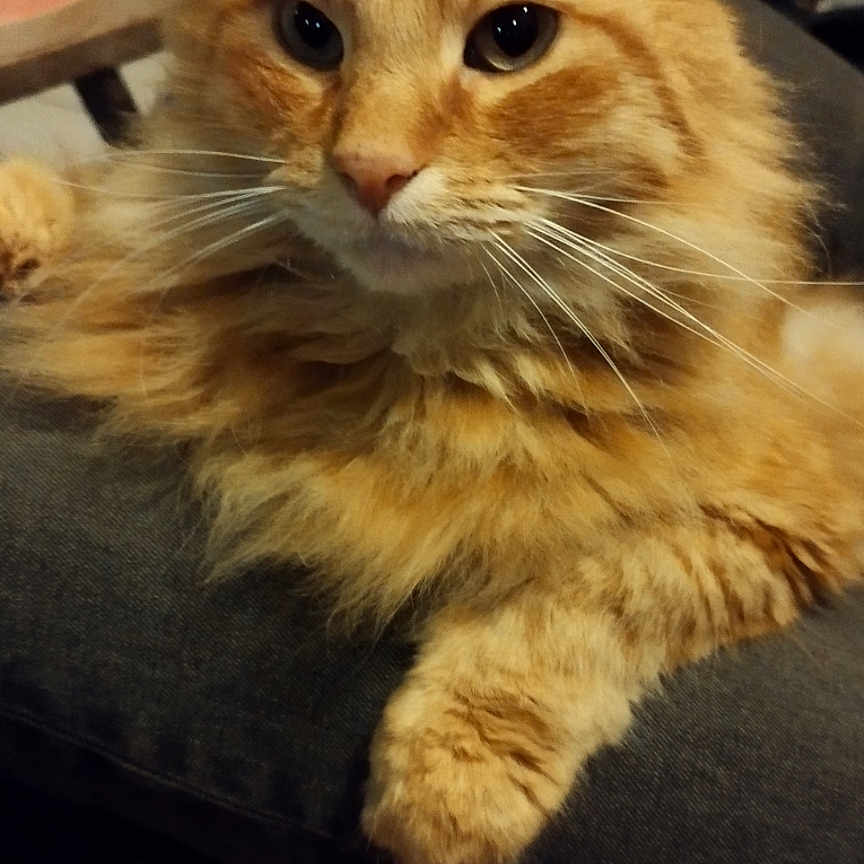 Mielô participe au concours pour gagner de l'argent avec cette photo : cat, close_up, ears, eyes, feline, fluffy, fur, furniture, ginger_cat, indoor, long_hair, lounging, lying_down, orange, ottoman, paws, pet, portrait, striped_rug, whiskers