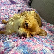 Coco joined the competition — help win amazing prizes! dog, small_dog, chihuahua, resting, blanket, fluffy_blanket, pink, blue, white, soft_texture, cozy, indoors, pet, cute, sleepy, fur, portrait, closeup, animal, relaxing