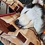 Stella joined the competition — help win amazing prizes! husky, dog, sleeping, blanket, cozy, tablet, indoor, pet, fur, resting, tongue_out, closeup, comfort, animal, cute, relaxation, black_nose, patterned_blanket, ear, collar