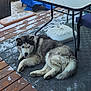 Stella joined the competition — help win amazing prizes! dog, husky, outdoor, deck, snow, rug, patio_furniture, table, chair, blue_tarp, wood, relaxed, fluffy, winter, cold, animal, pet, canine, resting, fur