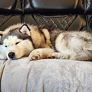 Stella joined the competition — help win amazing prizes! dog, husky, sleeping, couch, blanket, fur, pet, indoor, relaxed, cozy, black_leather, animal, resting, paw, fluffy, home, comfort, person_partial, red_black_checkered, snout