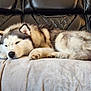 dog, husky, sleeping, couch, blanket, fur, pet, indoor, relaxed, cozy, black_leather, animal, resting, paw, fluffy, home, comfort, person_partial, red_black_checkered, snout