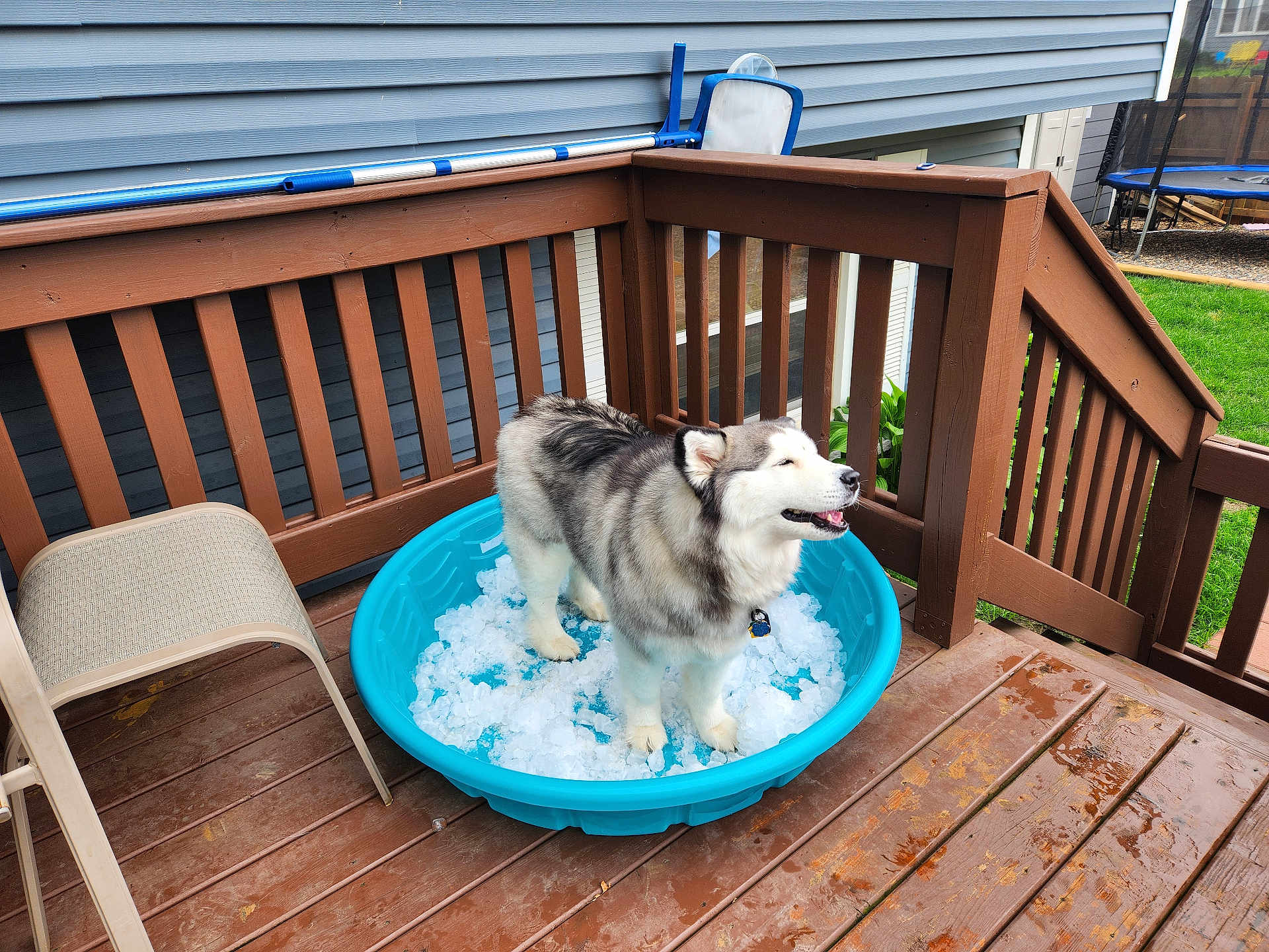 Stella