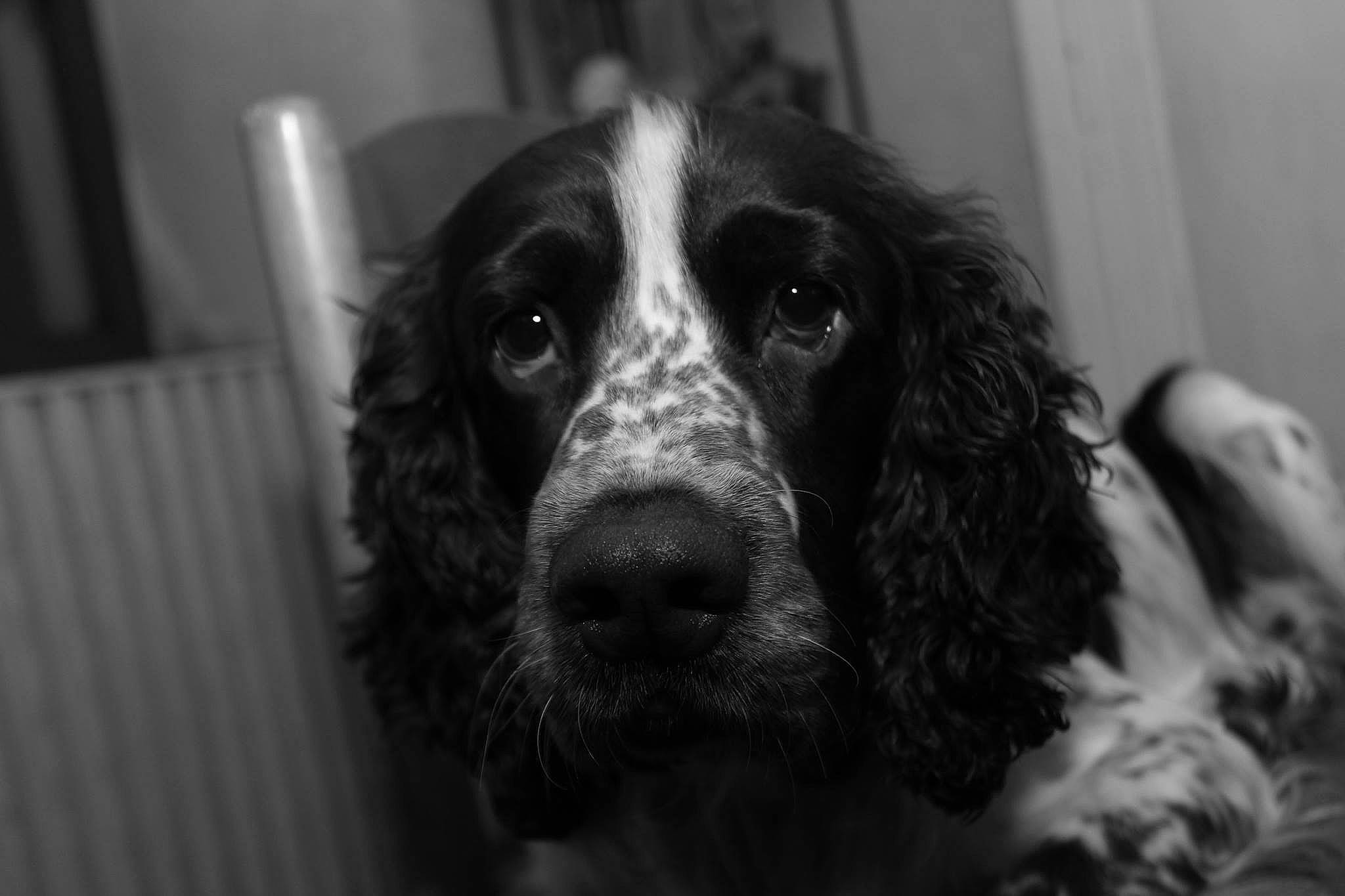 Hypso participe au concours pour gagner de l'argent avec cette photo : carnivore, cocker_spaniel, companion_dog, dog, dog_breed, eye, fur, gun_dog, hair, hunting_dog, monochrome, monochrome_photography, snout, spaniel, sporting_group, style, terrestrial_animal, whiskers, working_animal, working_dog