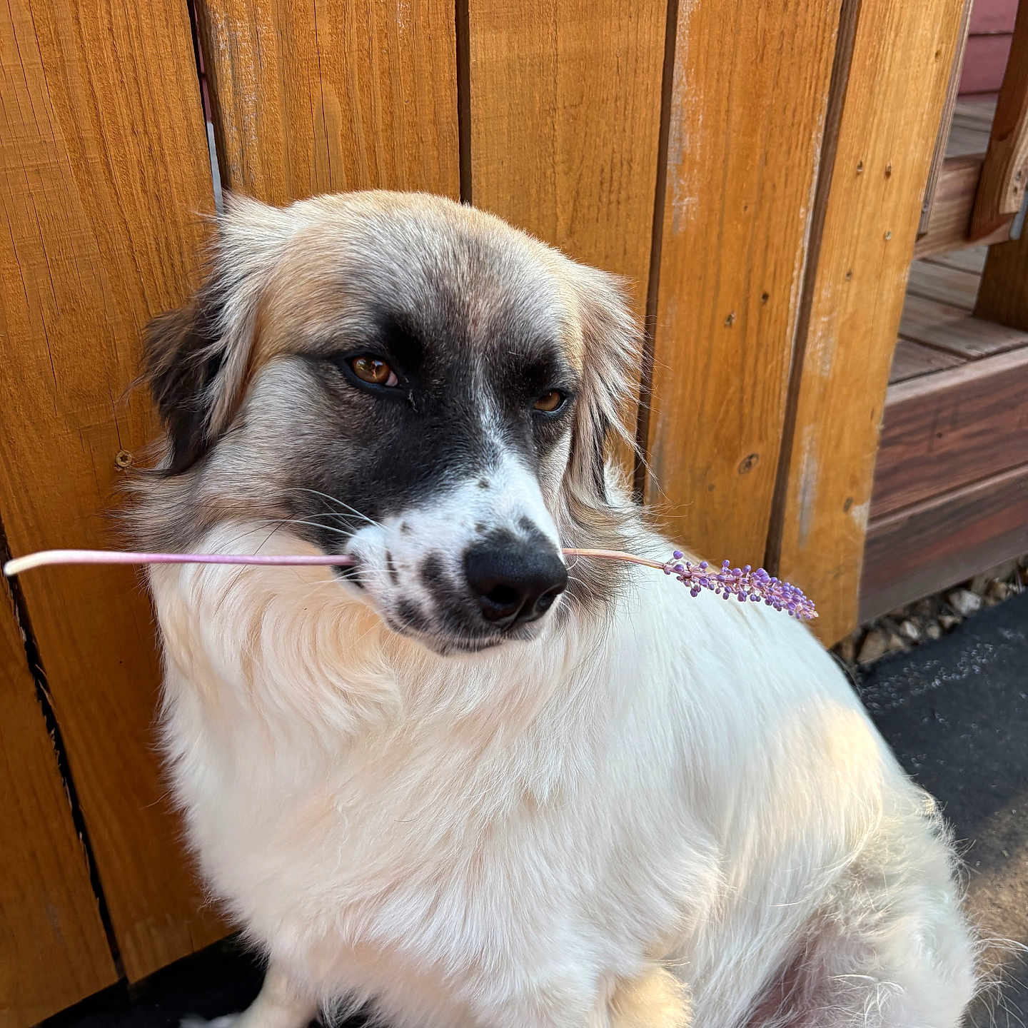 Lily is registered to the contest to win money with this photo: animal, black_fur, calm, closeup, cute, dog, domestic_animal, flower, fluffy, leafy, muzzle, nature, outdoor, paw, pet, plant, side_view, sitting, white_fur, wooden_fence