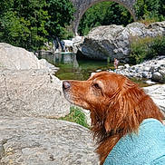 Gasper participe au concours pour gagner de l'argent avec cette photo : boulders, bridge, dog, forest, golden_retriever, greenery, landscape, long_hair, mountains, nature, outdoor, portrait, red_coat, river, rocks, scenic, stone_arch, stream, turquoise_sweater, water