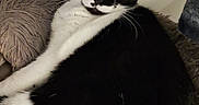 Tigrou Cherie participe au concours pour gagner de l'argent avec cette photo : cat, tuxedo_cat, black_and_white, pet, feline, whiskers, green_eyes, pointed_ears, fur, paws, lying_down, lounging, cushion, blanket, indoor, portrait, close_up, relaxed, playful, judgmental_expression
