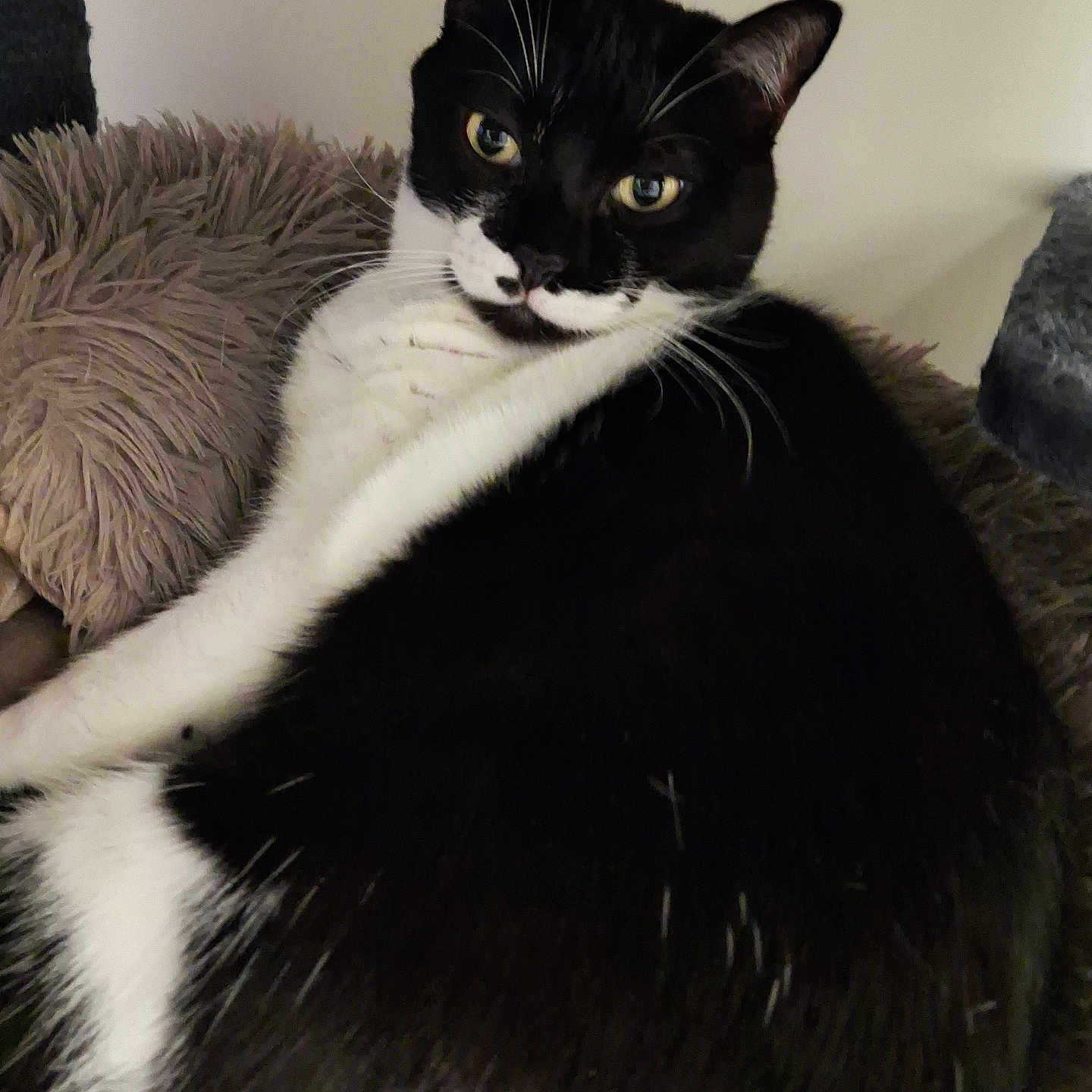 Tigrou Cherie