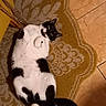 cat, black_and_white, tuxedo_cat, lying_down, belly_up, paws, tail, whiskers, eyes, fur, pet, indoor, rug, carpet, tile_floor, home, relaxed, playful, animal, portrait