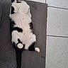 cat, tuxedo_cat, black_and_white, pet, animal, feline, belly_up, lying_down, paws, tail, whiskers, ears, green_eyes, indoor, rug, tile_floor, home, portrait, funny, relaxed