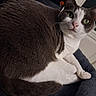 Chouchou a rejoint le concours — aidez-le/la à gagner de superbes lots ! cat, gray_cat, white_cat, green_eyes, feline, pet, animal, curled_up, sitting, paws, tail, fur, whiskers, pointed_ears, portrait, close_up, indoors, cozy, soft_bedding, relaxed