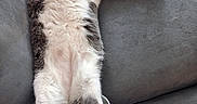 Chouchou participe au concours pour gagner de l'argent avec cette photo : cat, feline, white_cat, gray_patches, sleeping, relaxed, lying_down, belly_up, paws, pink_paw_pads, whiskers, closed_eyes, couch, sofa, indoor, home, furniture, pet, funny_pose, nap