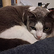 Chouchou participe au concours pour gagner de l'argent avec cette photo : cat, gray_cat, white_cat, pet, animal, feline, sleepy, lying_down, curled_up, close_up, face, eyes, ears, paws, fur, whiskers, indoor, home, blanket, relaxed