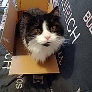 Domino participe au concours pour gagner de l'argent avec cette photo : animal, bedspread, black_and_white, box, cardboard_box, cat, closeup, cozy, curious, cute, domestic, feline, fluffy, fur, indoor, pet, pink_nose, resting, soft, whiskers