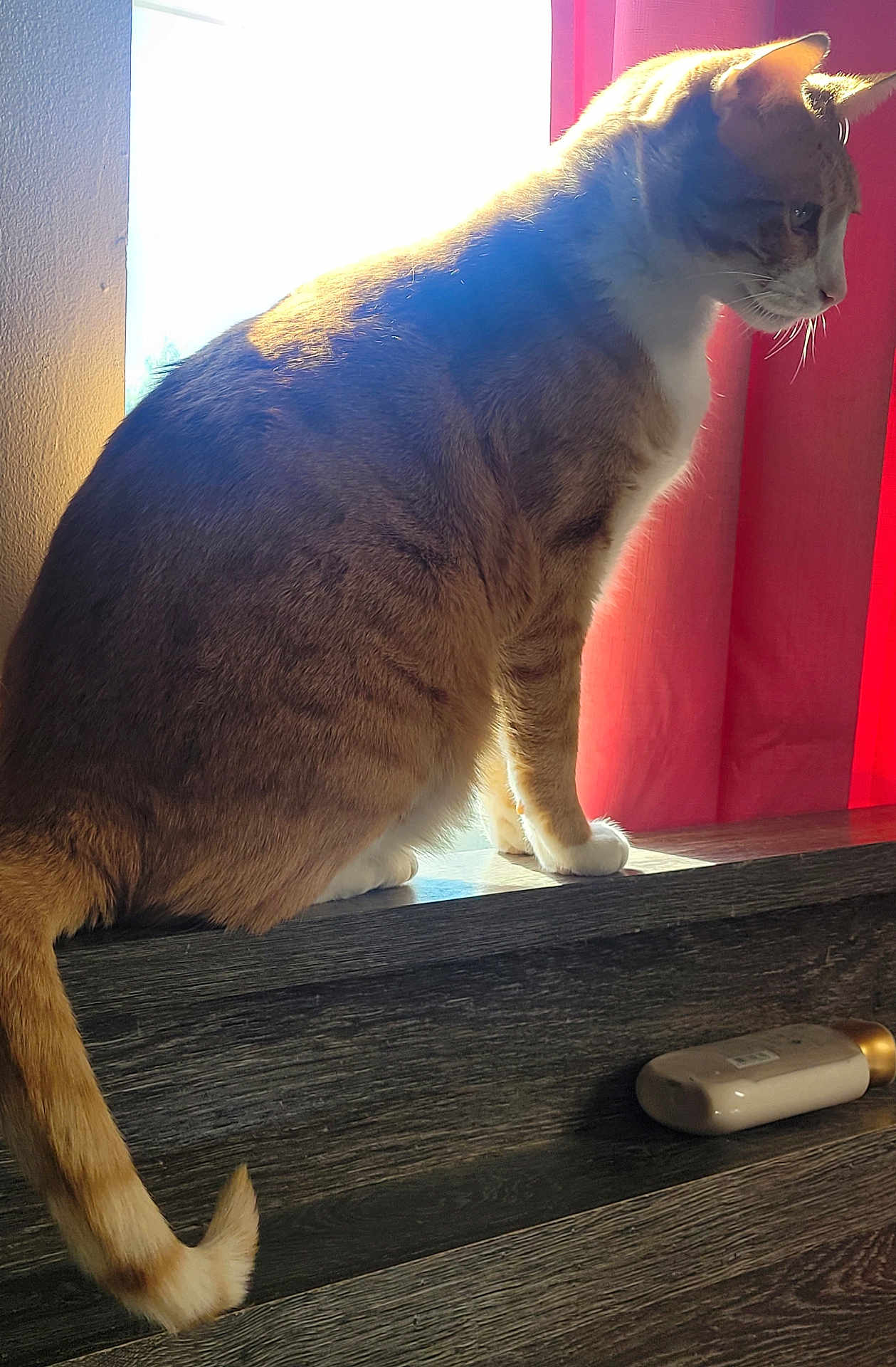 Jasper J Poohead joined the competition — help win amazing prizes! animal, bright_light, cat, domestic, feline, fur, home, indoor, lotion_bottle, pet, quiet, red_curtain, shadow, side_view, sitting, sunlight, tail, whiskers, window, wooden_surface