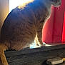 Jasper J Poohead joined the competition — help win amazing prizes! animal, cat, curtain, domestic_cat, feline, fur, indoor, looking_away, natural_light, orange_cat, pet, quiet, red_curtain, resting, side_view, sunlight, tail, white_paws, window, wooden_ledge