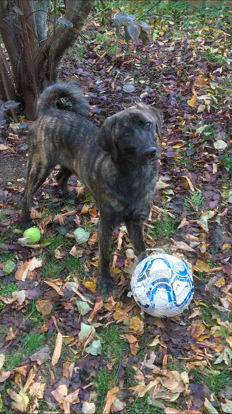 Sennu a rejoint le concours — aidez-le/la à gagner de superbes lots ! art, ball, canidae, carnivore, companion_dog, dog, dog_breed, football, grass, groundcover, plant, sculpture, soccer, sporting_group, sports_equipment, tail, tree, water_dog, wood, working_animal