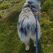 Viper participe au concours pour gagner de l'argent avec cette photo : animal, back_view, canine, collar, daylight, dog, domestic_animal, fence, field, grass, greenery, leash, merle_coat, nature, outdoor, pet, sidewalk, summer, sunlight, walking