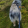 animal, back_view, canine, collar, daylight, dog, domestic_animal, fence, field, grass, greenery, leash, merle_coat, nature, outdoor, pet, sidewalk, summer, sunlight, walking