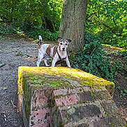 Nougat a rejoint le concours — aidez-le/la à gagner de superbes lots ! dog, small_dog, forest, tree, moss, brick, outdoor, nature, greenery, sunlight, animal, pet, ground, leaves, daylight, curious, alert, canine, park, woodland