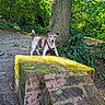 dog, small_dog, forest, tree, moss, brick, outdoor, nature, greenery, sunlight, animal, pet, ground, leaves, daylight, curious, alert, canine, park, woodland