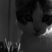 Lune participe au concours pour gagner de l'argent avec cette photo : cat, close_up, black_and_white, whiskers, fur, eyes, animal, pet, curious, indoor, sunlight, backlit, portrait, mammal, feline, nature, domestic, young, face, soft_light