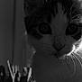 cat, close_up, black_and_white, whiskers, fur, eyes, animal, pet, curious, indoor, sunlight, backlit, portrait, mammal, feline, nature, domestic, young, face, soft_light