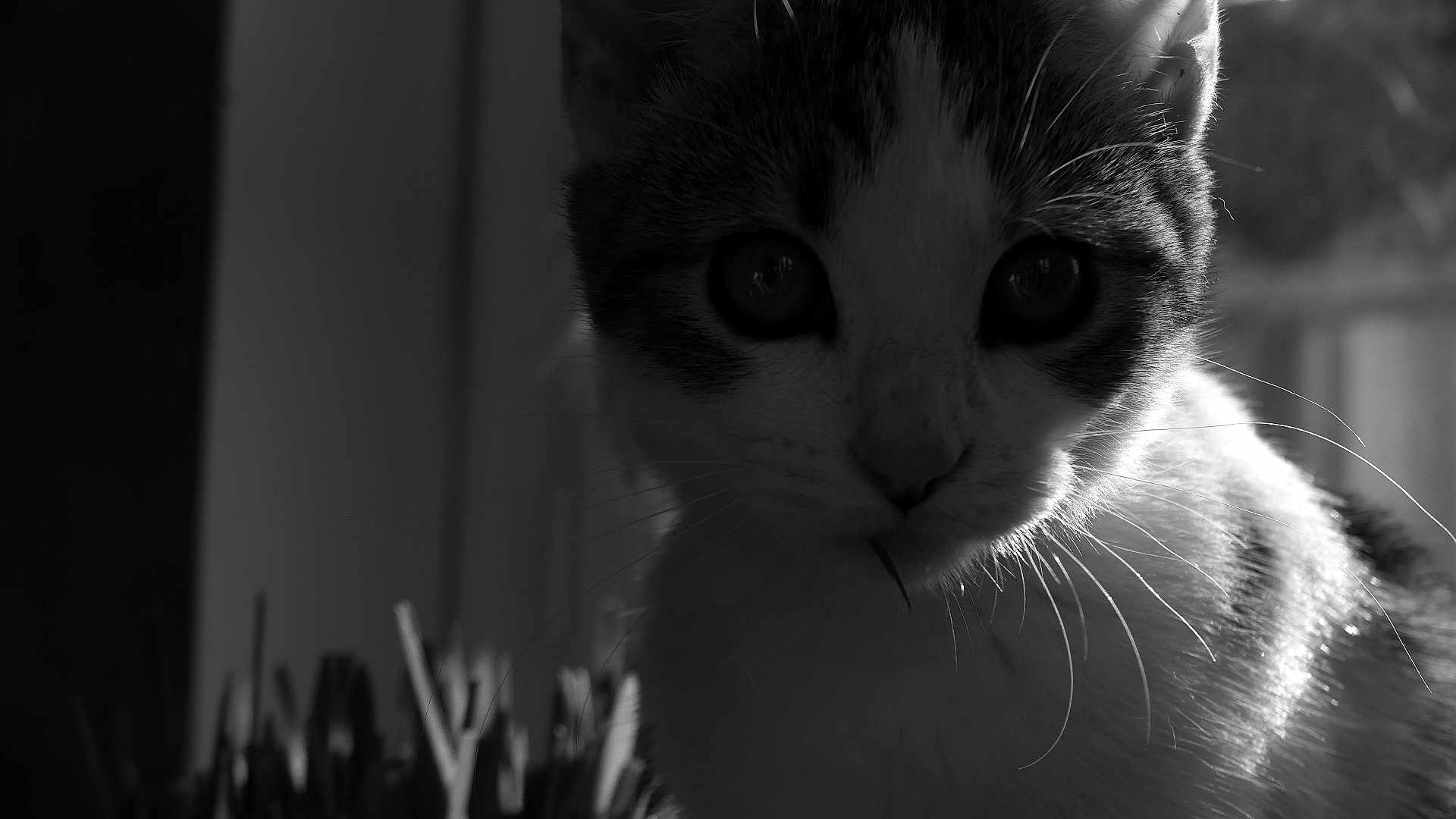 Lune participe au concours pour gagner de l'argent avec cette photo : cat, close_up, black_and_white, whiskers, fur, eyes, animal, pet, curious, indoor, sunlight, backlit, portrait, mammal, feline, nature, domestic, young, face, soft_light
