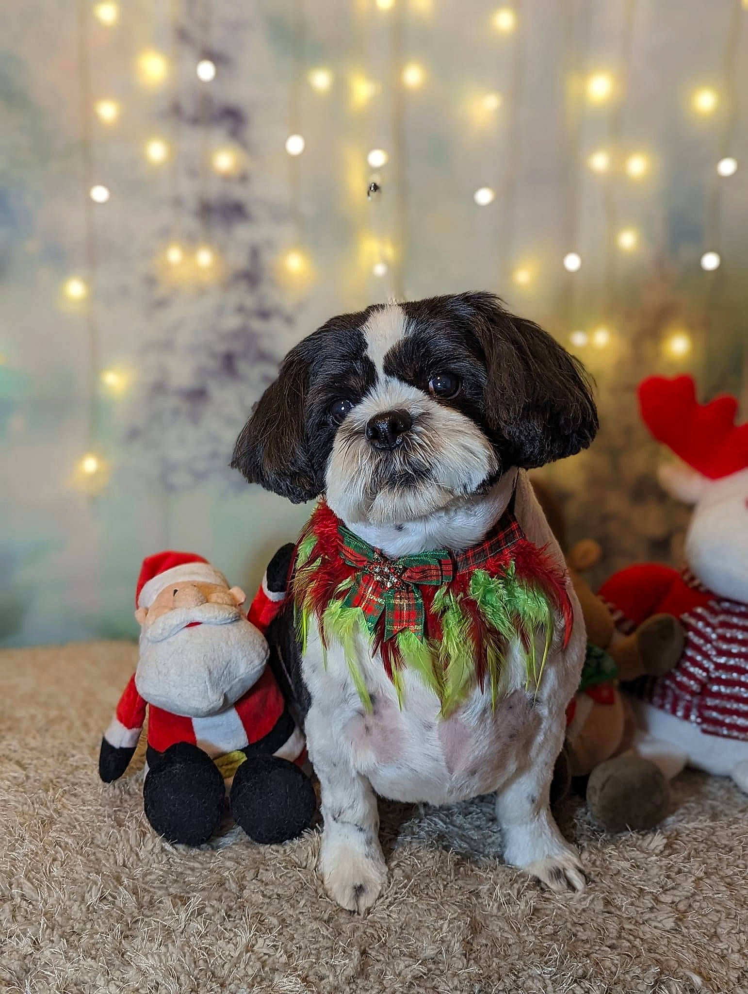 Gizmo joined the competition — help win amazing prizes! carnivore, christmas, collar, companion_dog, dog, dog_breed, dog_clothes, dog_supply, event, fawn, fur, grass, happy, leash, pet_supply, snout, sporting_group, tail, toy, toy_dog