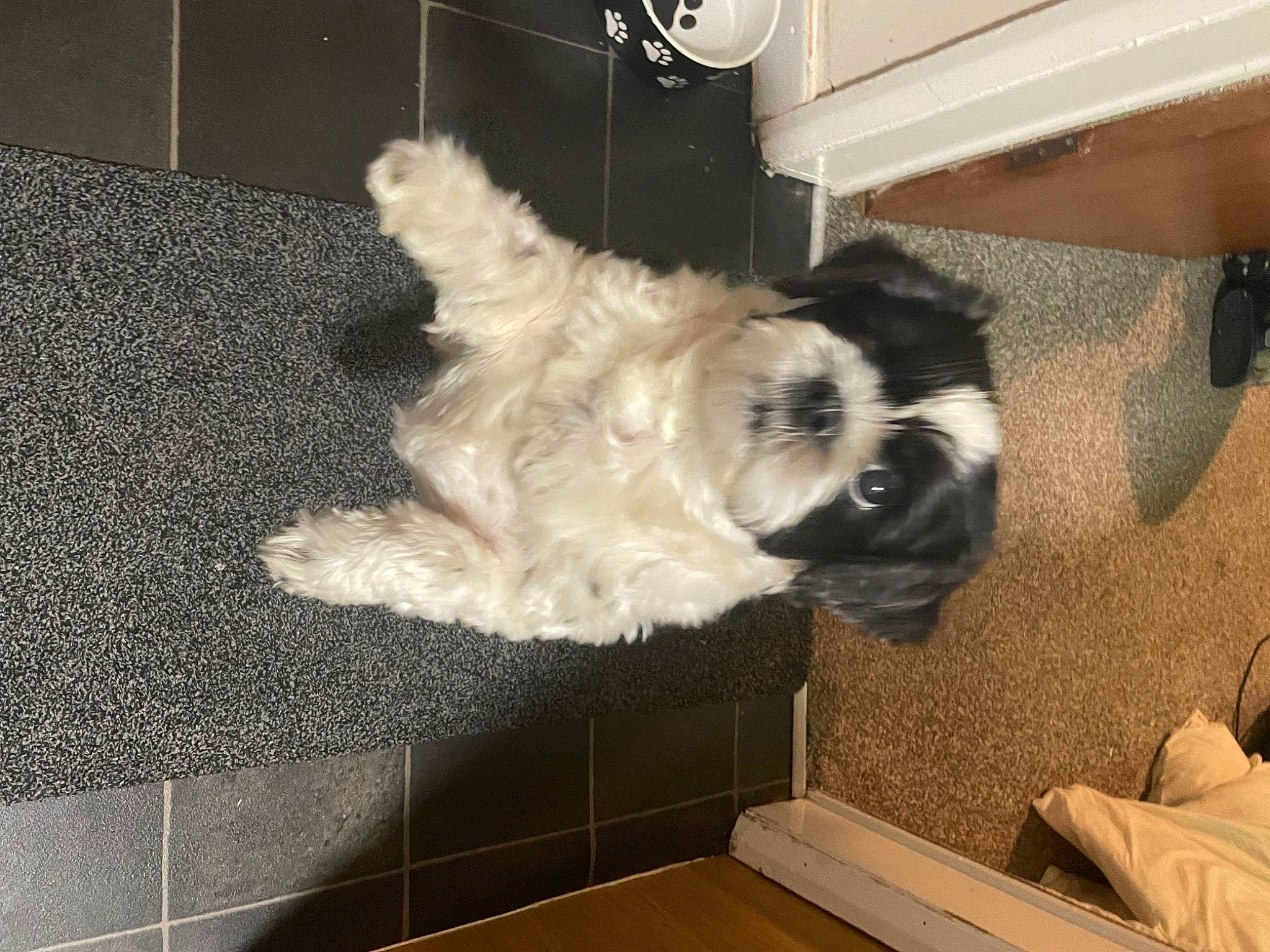 Gizmo is registered to the contest to win money with this photo: canidae, carnivore, comfort, companion_dog, dog, dog_breed, fawn, flooring, fur, hardwood, non_sporting_group, paw, room, sporting_group, tail, working_animal