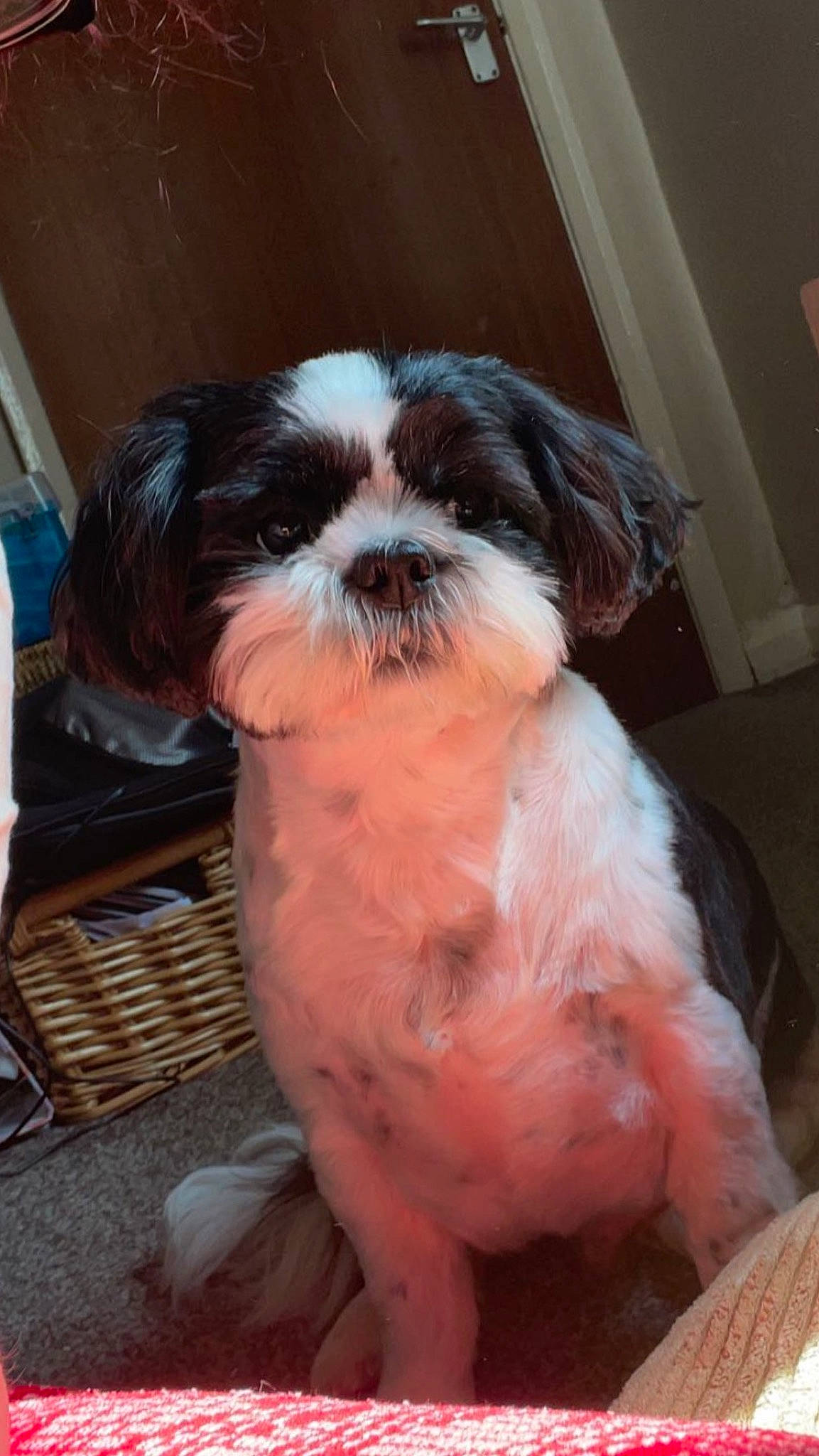 Gizmo joined the competition — help win amazing prizes! canidae, carnivore, companion_dog, dog, dog_breed, fawn, fur, liver, mal_shi, non_sporting_group, shih_poo, shih_tzu, snout, spaniel, sporting_group, terrestrial_animal, toy_dog, whiskers, working_animal