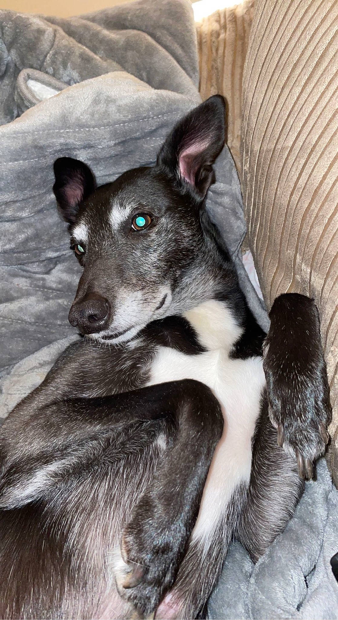 Jack joined the competition — help win amazing prizes! canidae, carnivore, comfort, companion_dog, dog, dog_breed, eye, fur, head, jaw, non_sporting_group, sitting, sleeper_chair, snout, sporting_group, terrestrial_animal, whiskers, working_animal, working_dog