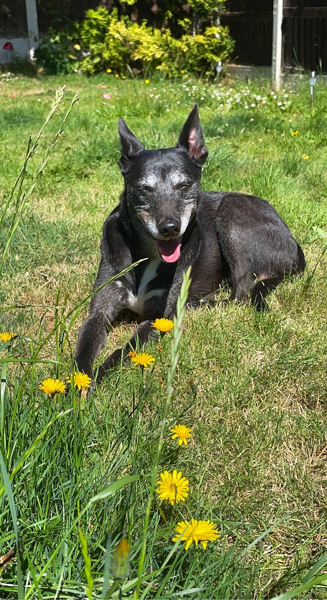 Jack is registered to the contest to win money with this photo: canidae, carnivore, collar, companion_dog, dog, dog_breed, dog_collar, flower, grass, grassland, guard_dog, herbaceous_plant, lawn, pasture, plant, snout, sporting_group, tail, working_animal, working_dog