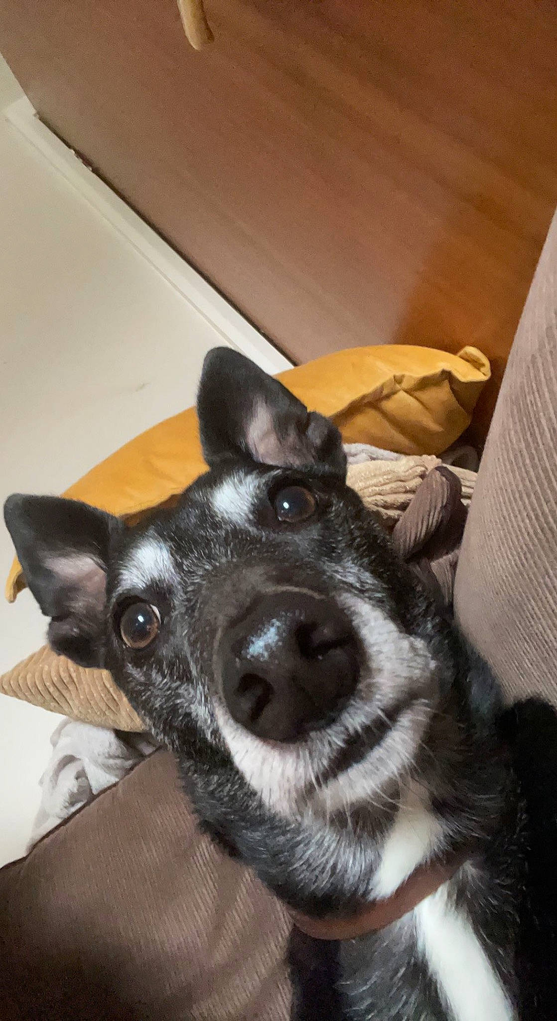 Jack joined the competition — help win amazing prizes! box, canidae, carnivore, collar, companion_dog, dog, dog_breed, ear, fur, herding_dog, jaw, non_sporting_group, snout, sporting_group, whiskers, working_animal, working_dog