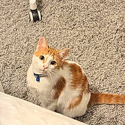 Garry is registered to the contest to win money with this photo: cat, orange_and_white_cat, collar, blue_bell, carpet, indoor, pet, feline, curious, looking_up, floor, texture, chair_leg, wheels, domestic_animal, cute, animal, whiskers, tail, sitting