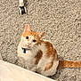 cat, orange_and_white_cat, collar, blue_bell, carpet, indoor, pet, feline, curious, looking_up, floor, texture, chair_leg, wheels, domestic_animal, cute, animal, whiskers, tail, sitting