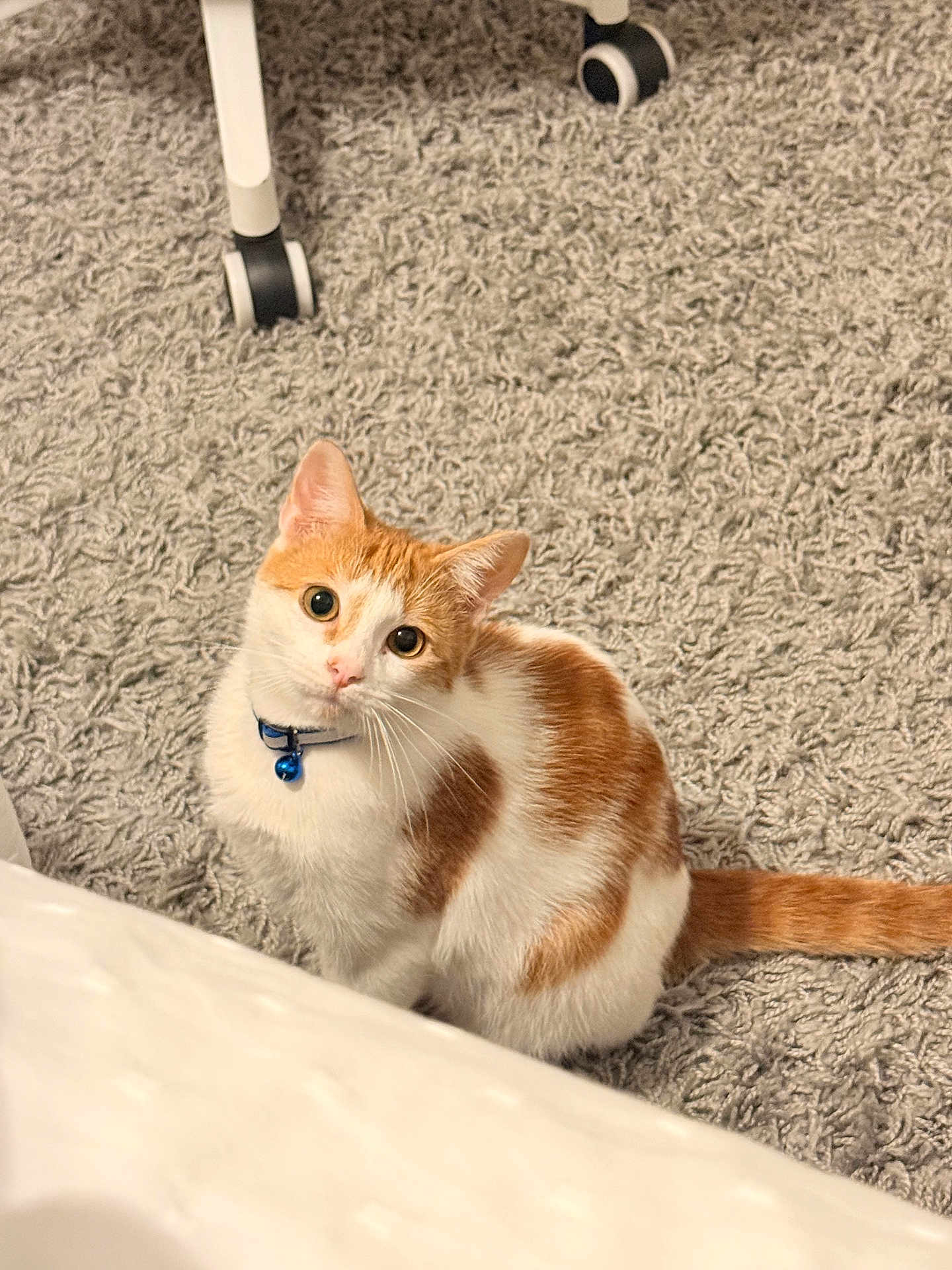 Garry is registered to the contest to win money with this photo: cat, orange_and_white_cat, collar, blue_bell, carpet, indoor, pet, feline, curious, looking_up, floor, texture, chair_leg, wheels, domestic_animal, cute, animal, whiskers, tail, sitting