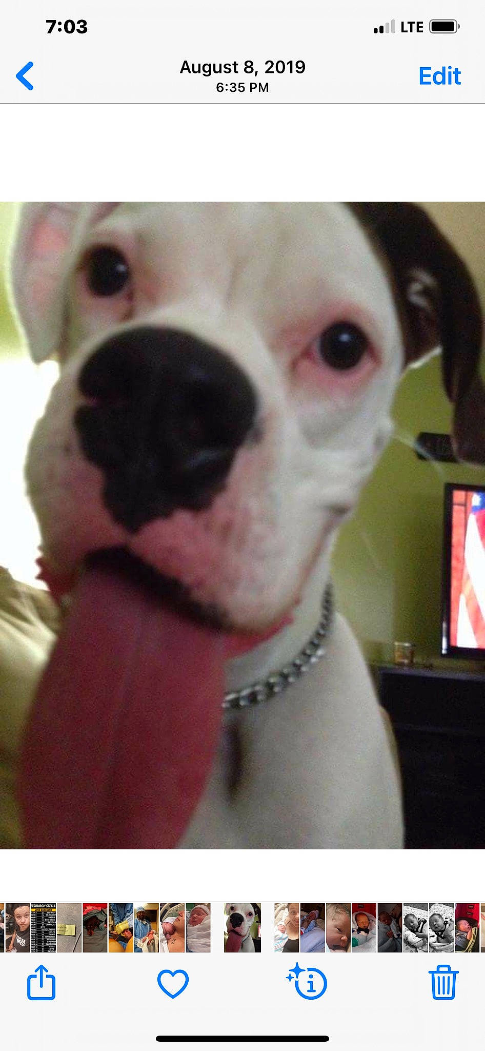 Ricco is registered to the contest to win money with this photo: boxer, bulldog, canidae, carnivore, collar, companion_dog, dog, dog_breed, dog_collar, dog_supply, ear, fawn, fur, pet_supply, snout, sporting_group, toy_dog, whiskers, working_animal, wrinkle